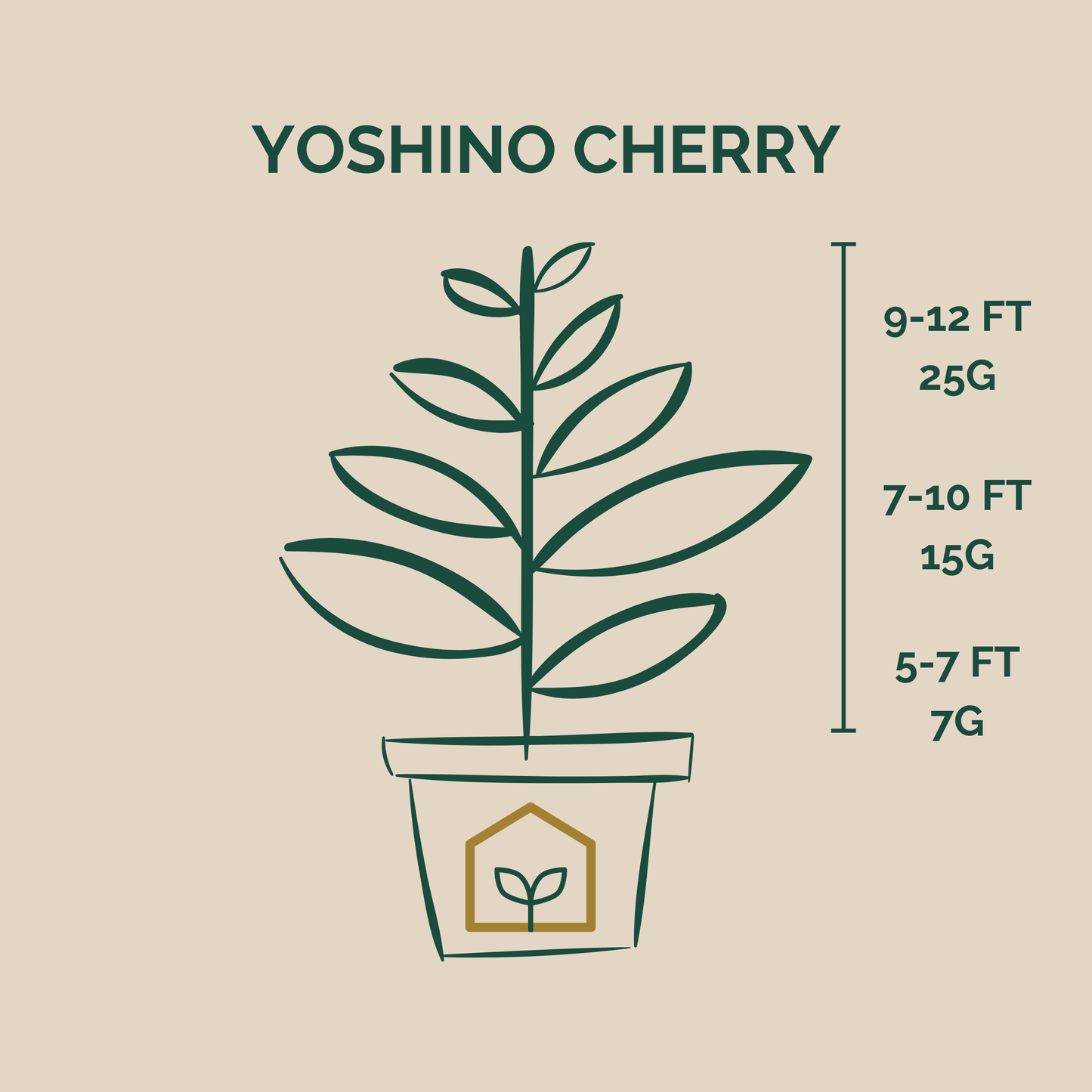 Yoshino cherry plant illustration with height and weight measurements on a beige background