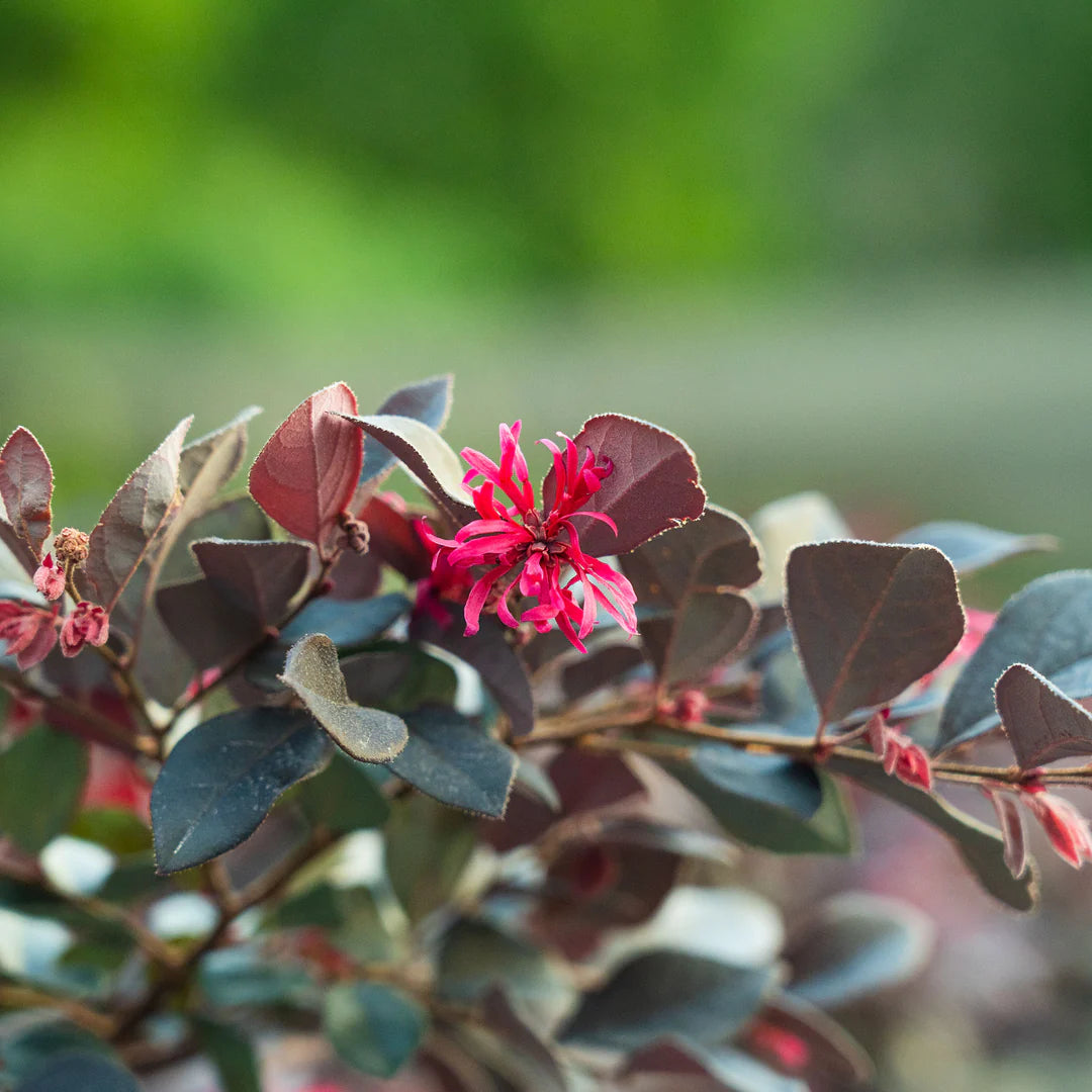 Cerise Charm Loropetalum Shrub - 3 Gallon image 2