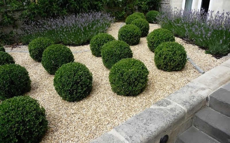 Baby Gem Boxwood Shrub image 0