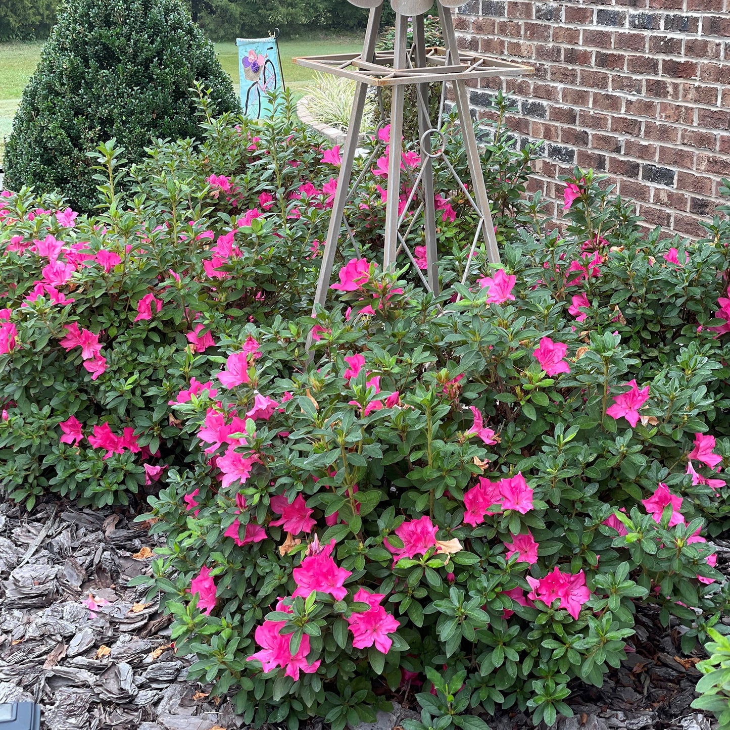 Autumn Sangria® Encore® Azalea - 3 Gallon