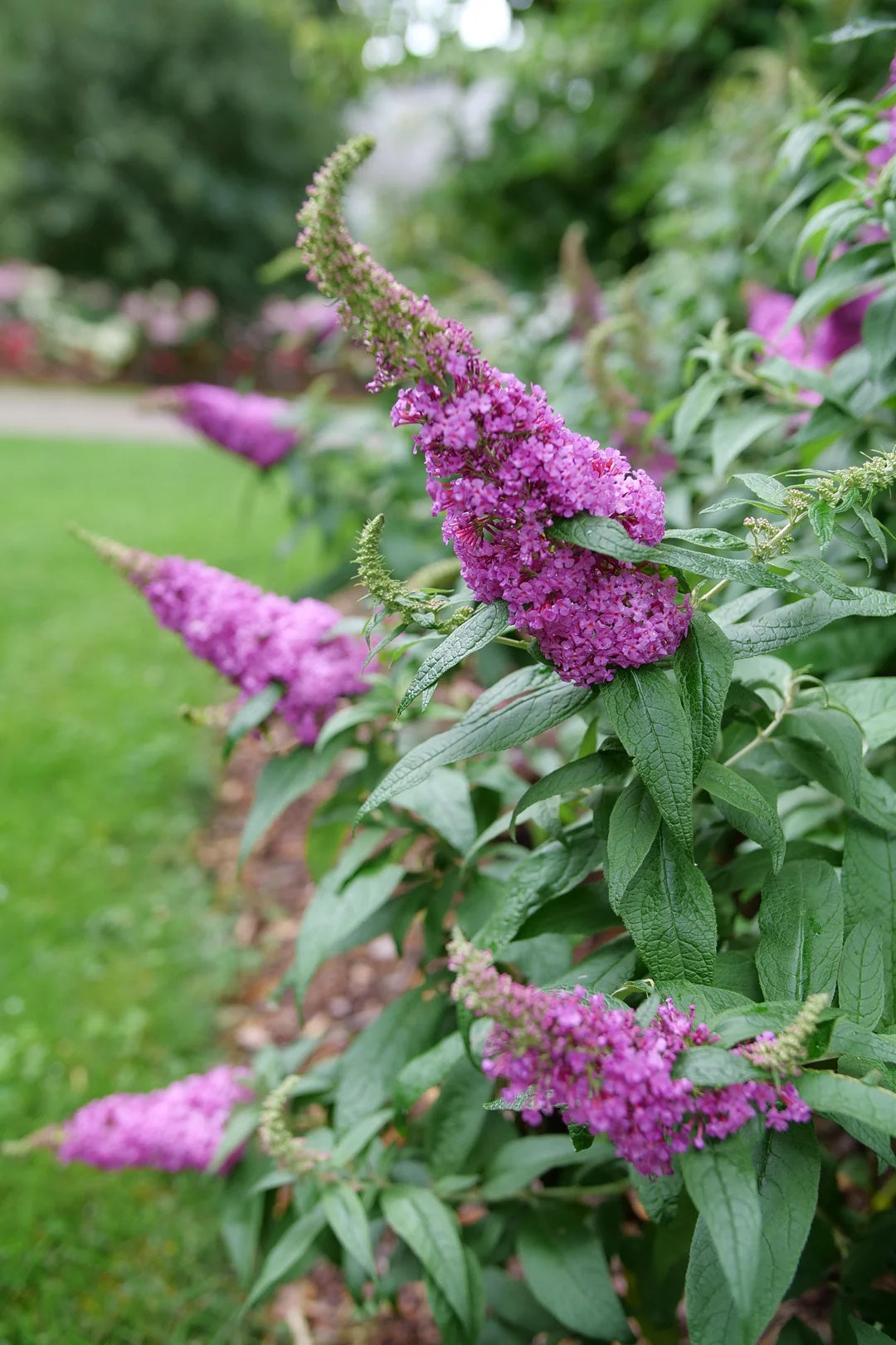 Pugster Pinker® Butterfly Bush - 3 Gallon image 2