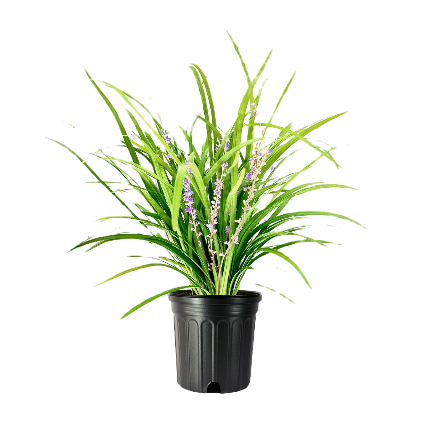 Big Blue Liriope Perennial image 1