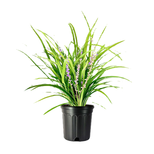 Big Blue Liriope Perennial image 1