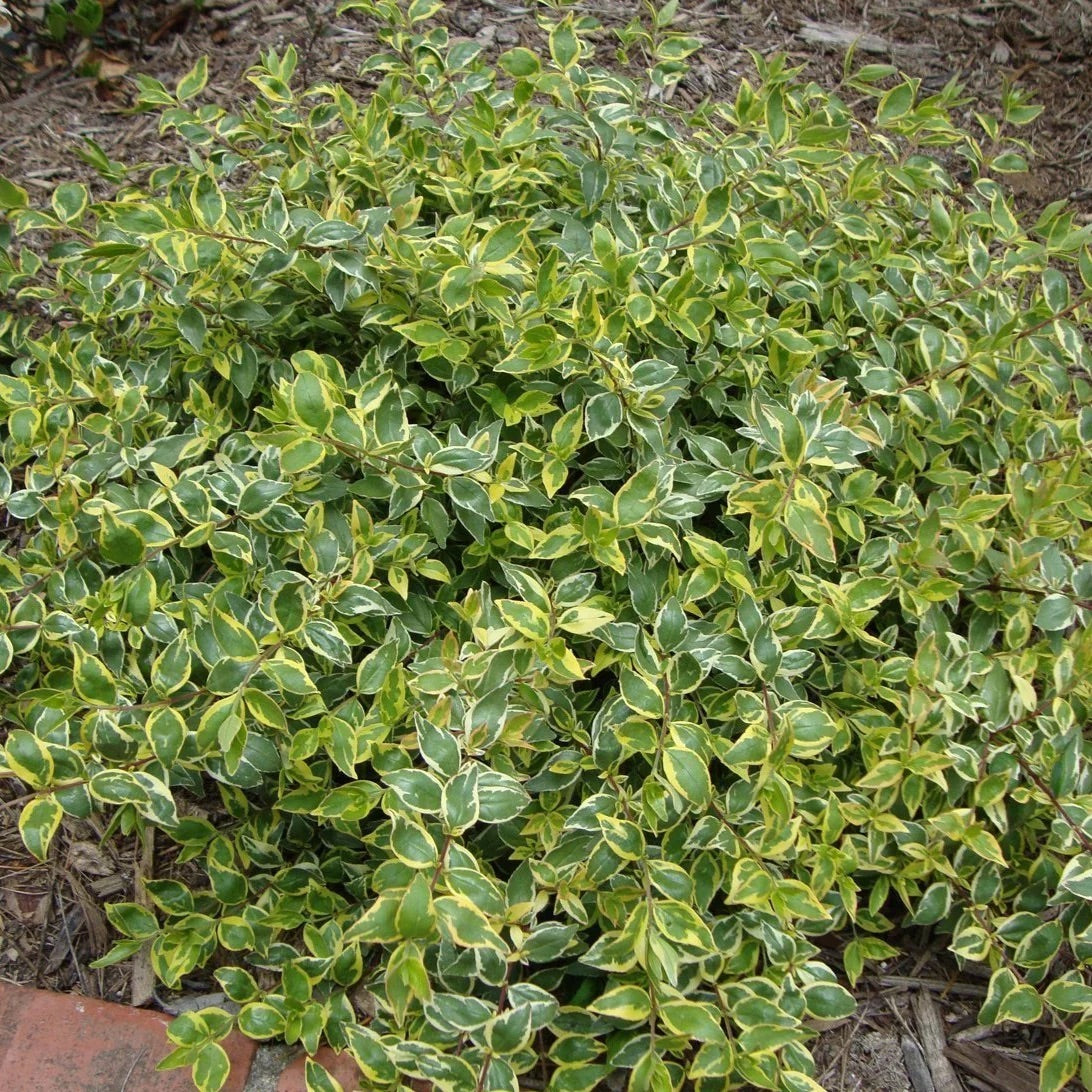 Confetti Abelia Shrub - 3 Gallon image 3