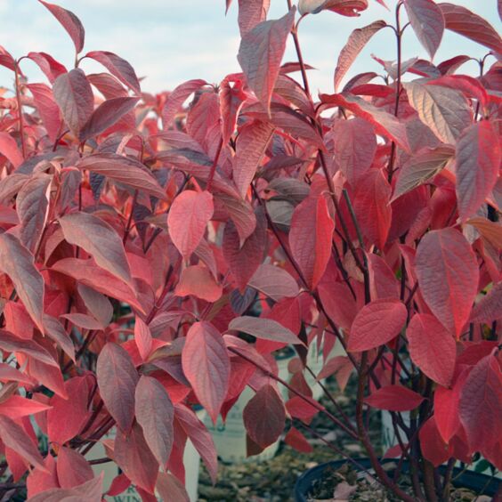 Arctic Fire® Red Twig Dogwood - 3 Gallon