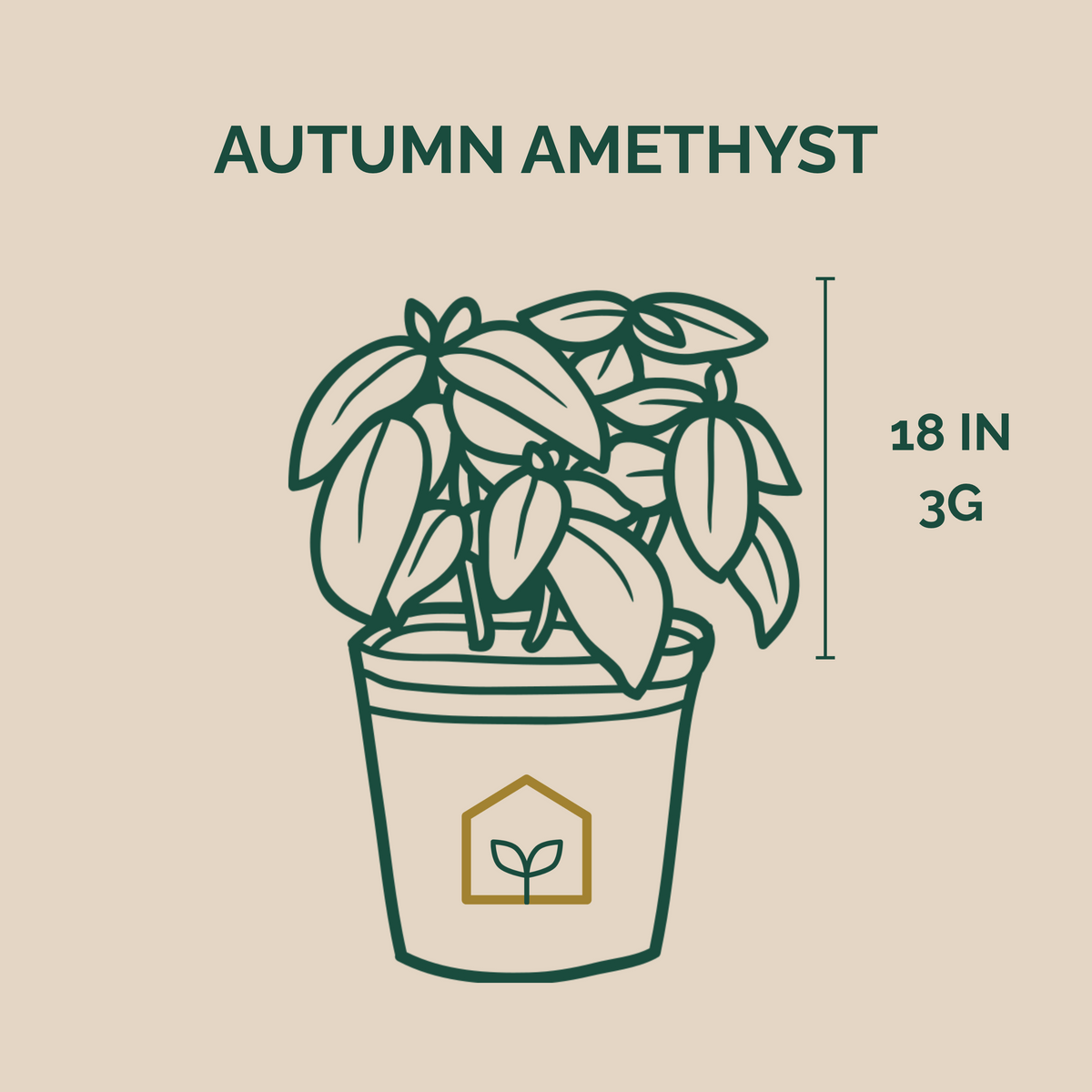 Autumn Amethyst® Azalea