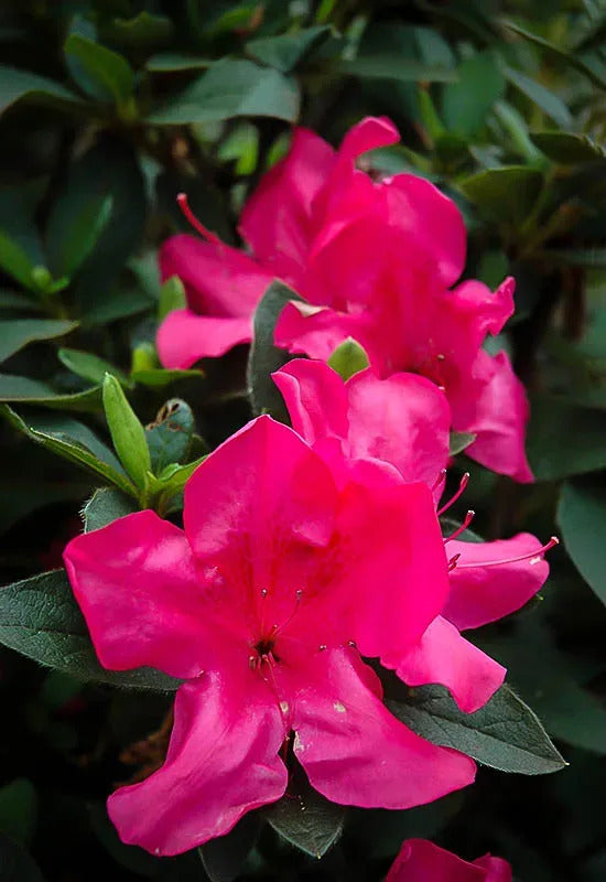Autumn Sangria® Encore® Azalea - 3 Gallon