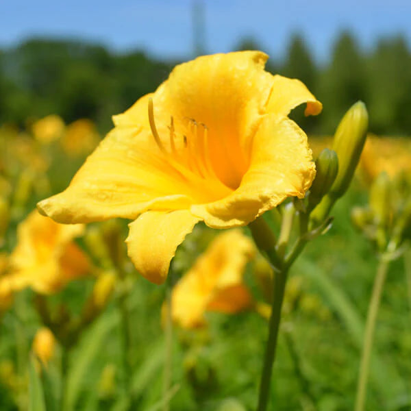 Stella de Oro Daylily Perennial - 1 Gallon (2 Pack) image 2