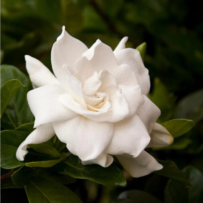 August Beauty Gardenia Shrub - 3 Gallon image 3