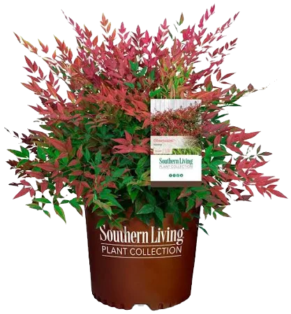 Obsession Nandina Shrub image 2