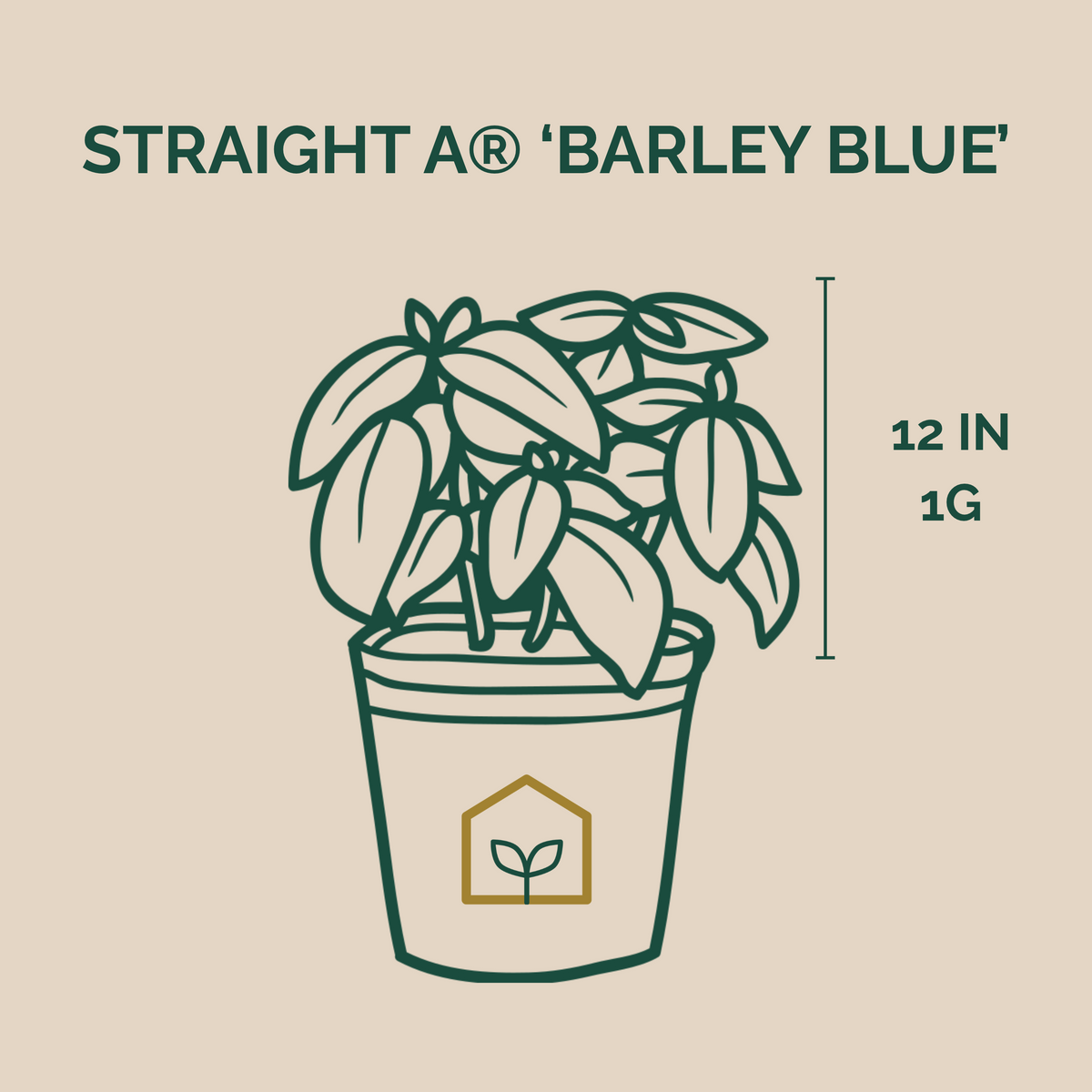 Straight A® 'Barley Blue' Agapanthus