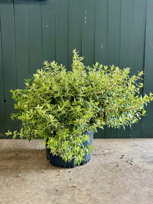 Confetti Abelia Shrub - 3 Gallon image 1