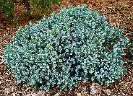Blue Star Juniper - 3 Gallon