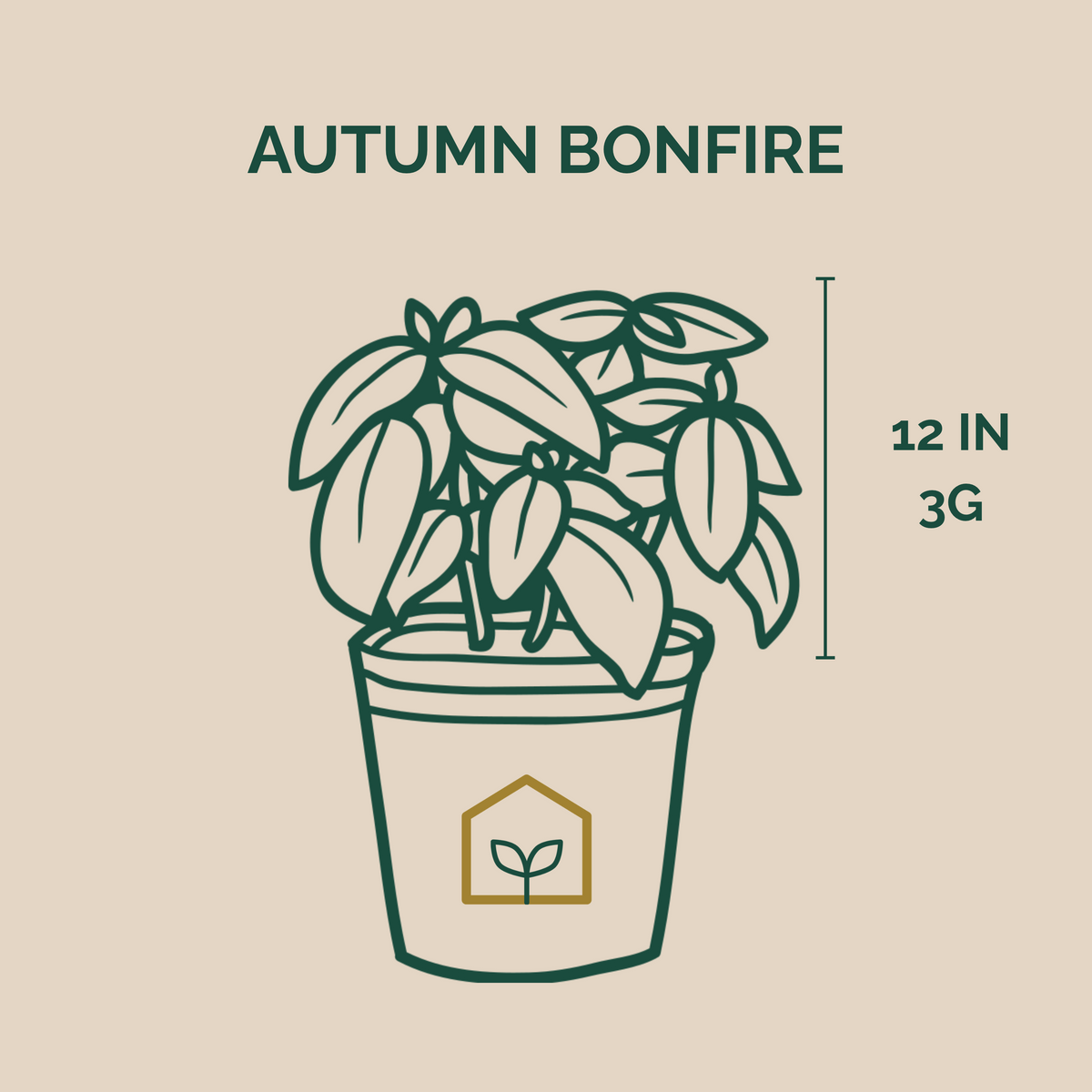 Autumn Bonfire® Azalea