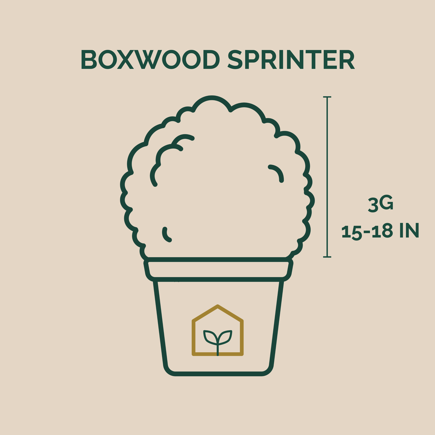 Boxwood SPRINTER®