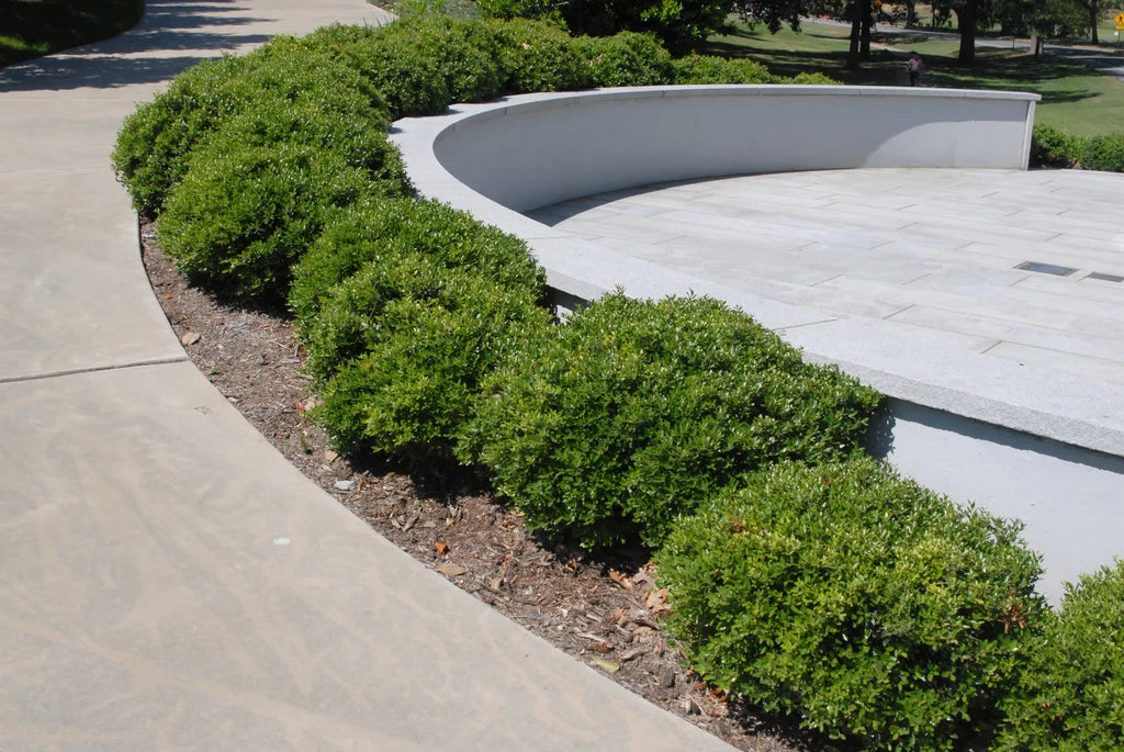 Compacta Holly Shrub image 3