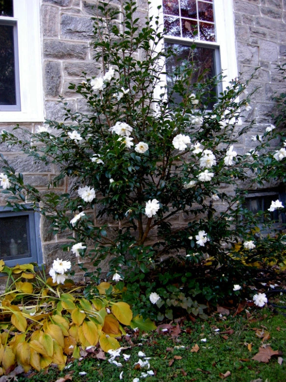 Winter's Snowman Camellia