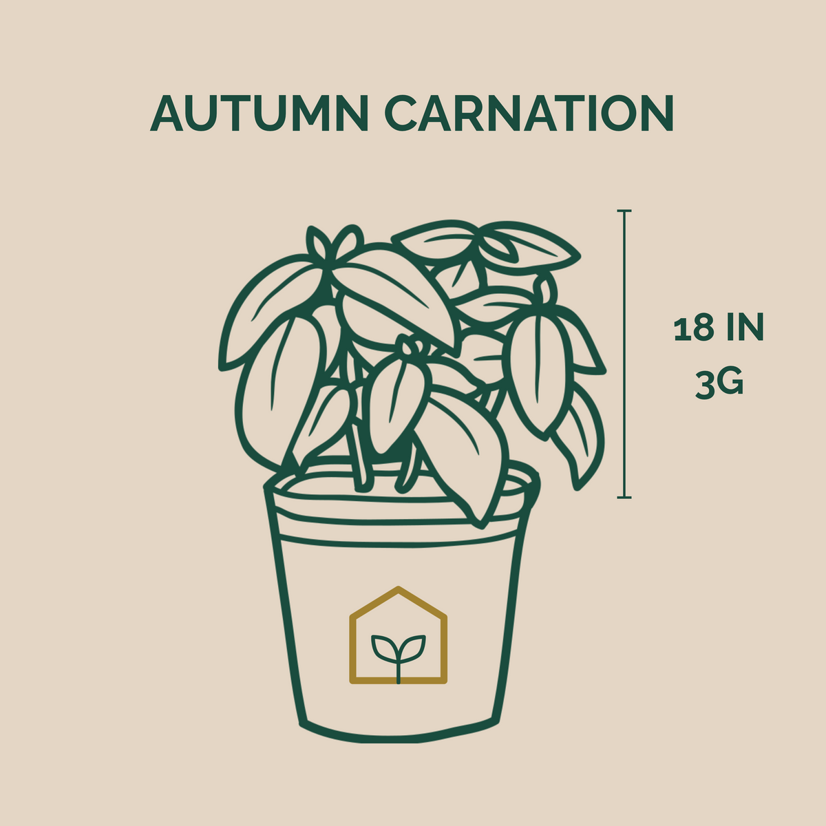 Autumn Carnation® Azalea
