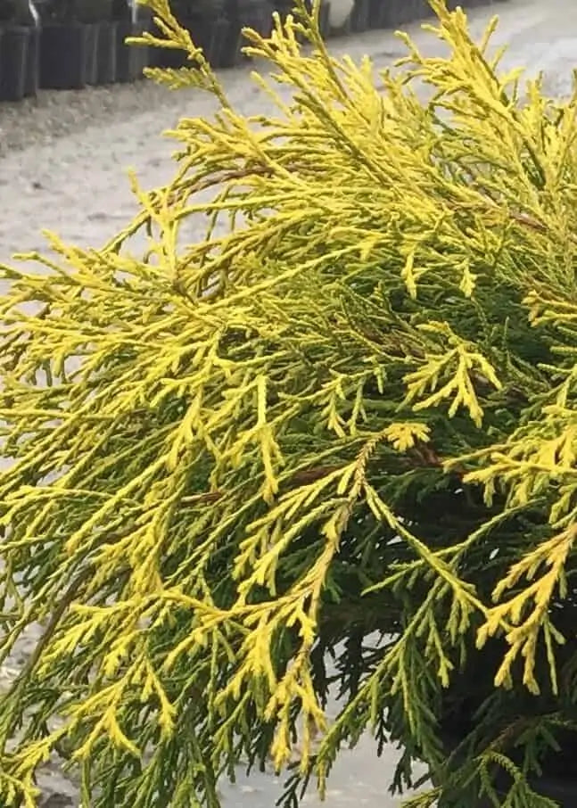 Golden Mop False Cypress Shrub image 3