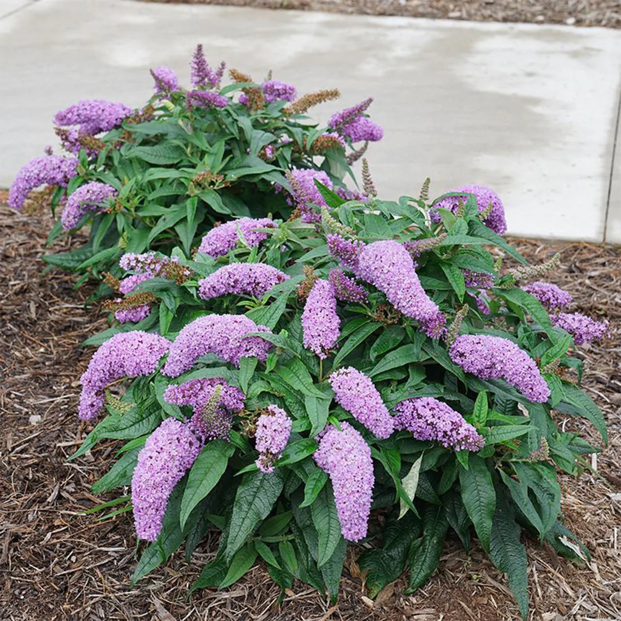 Pugster Amethyst Dwarf Butterfly Bush Shrub - 3 Gallon image 3