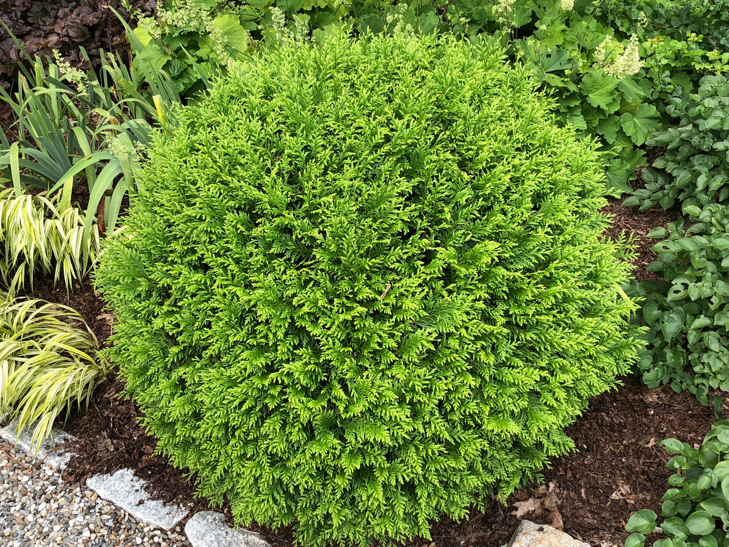 Hetz Midget Arborvitae - 3 Gallon image 2