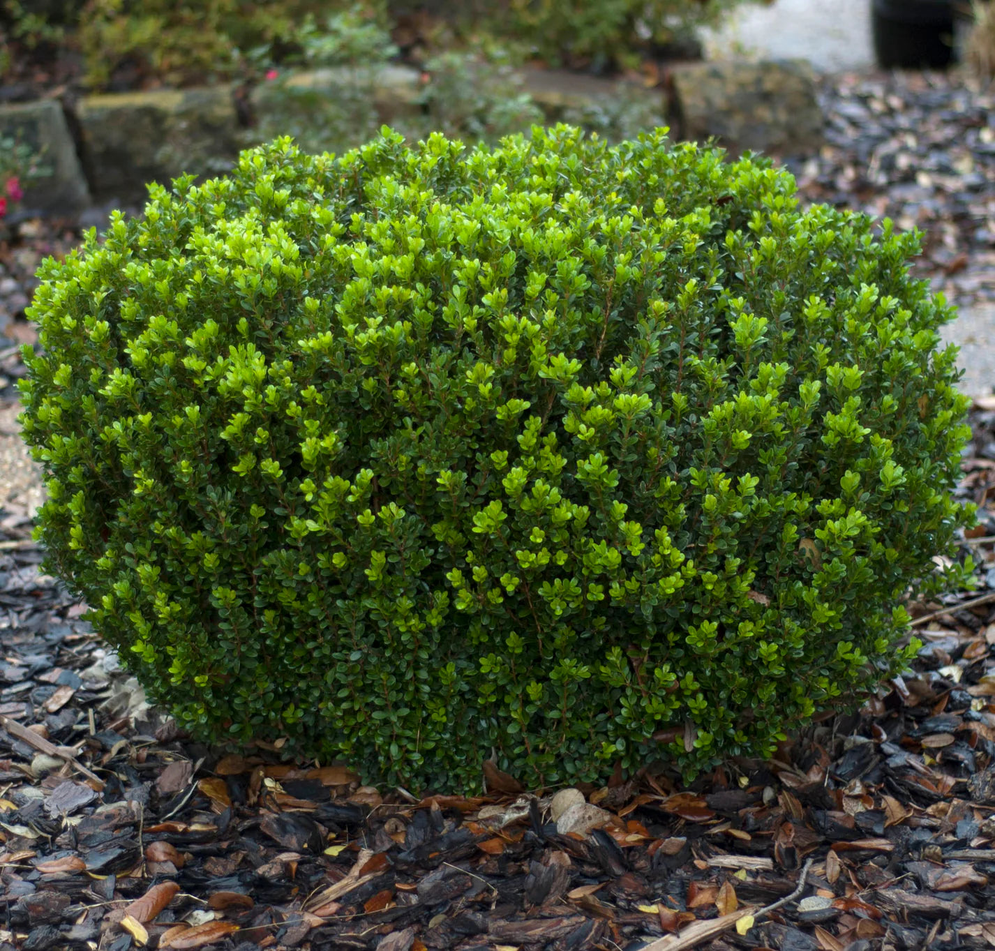 Baby Gem Boxwood Shrub image 2