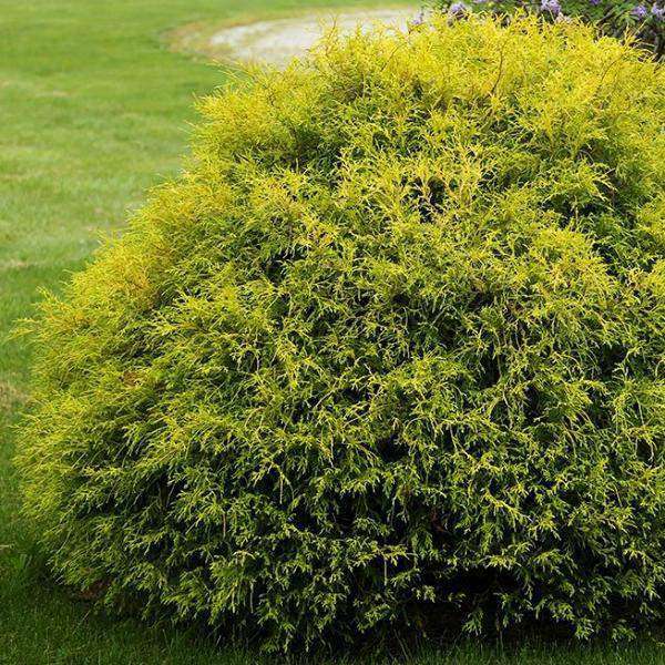 Gold Mop Cypress - 3 Gallon