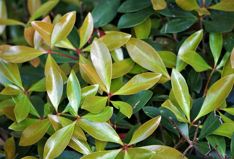 Japonica Cleyera - 3 Gallon