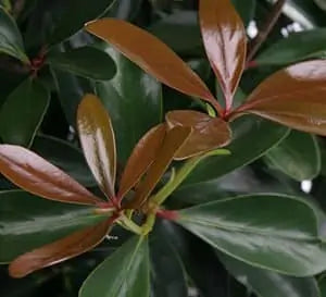Japonica Cleyera - 3 Gallon