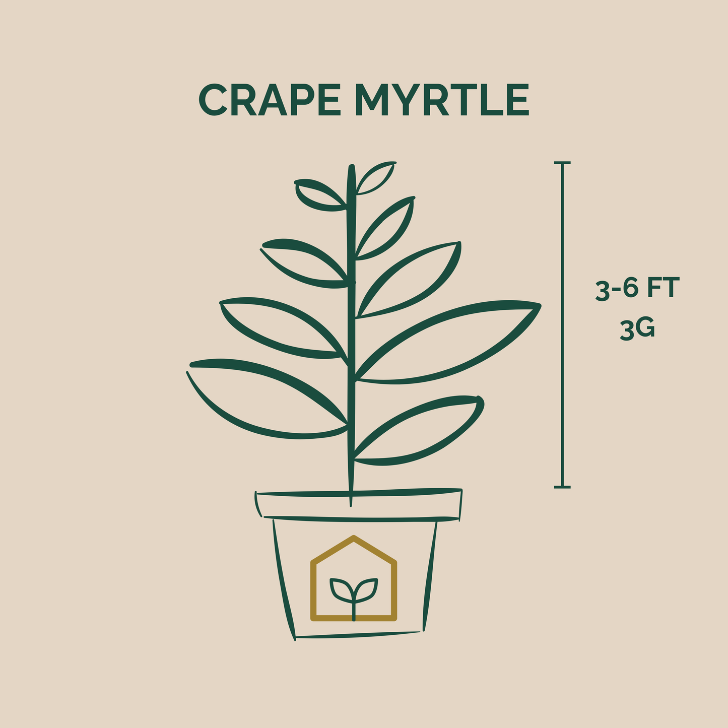 Crape Myrtle