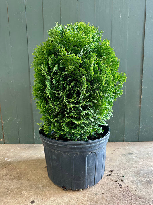 Hetz Midget Arborvitae - 3 Gallon image 1