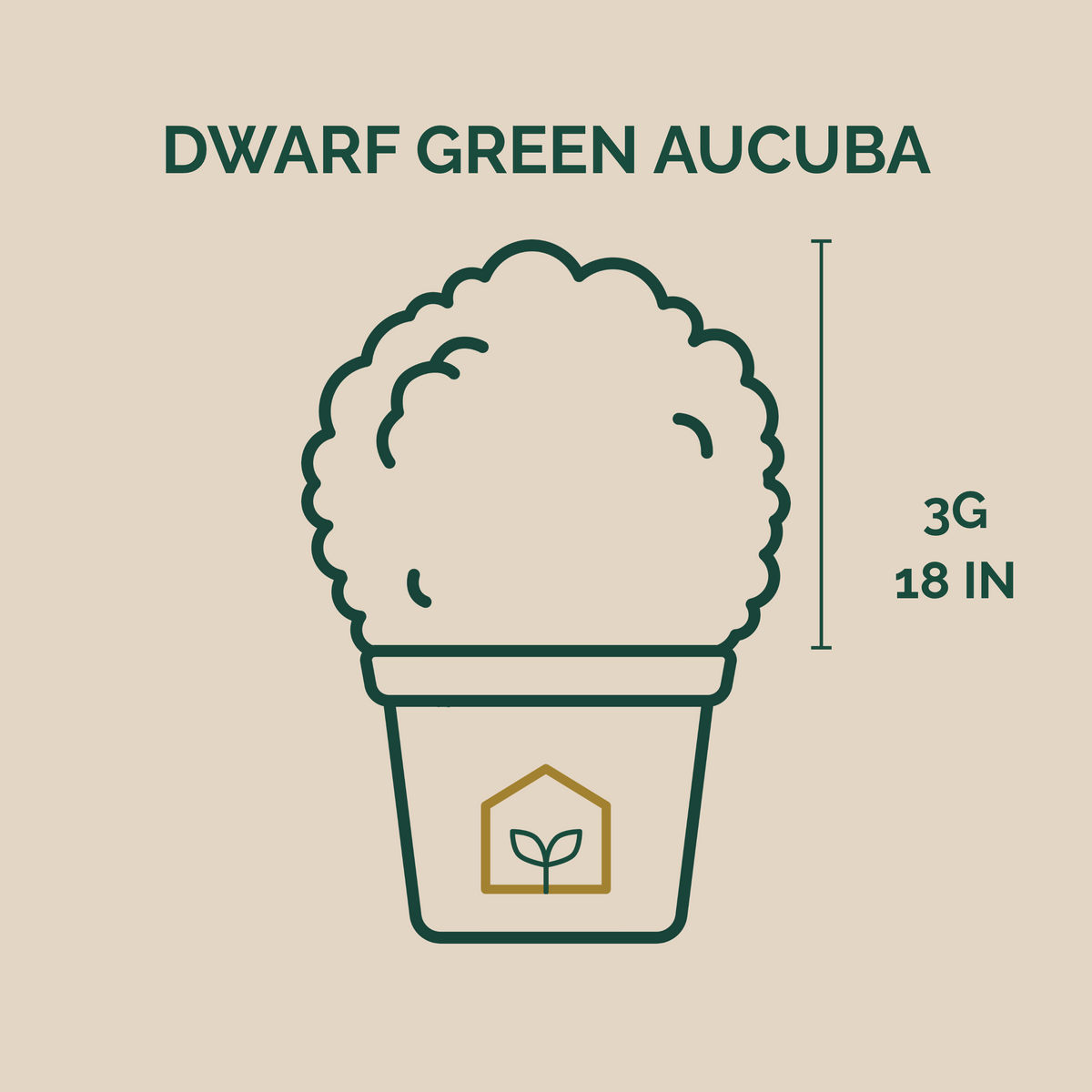 Dwarf Green Aucuba