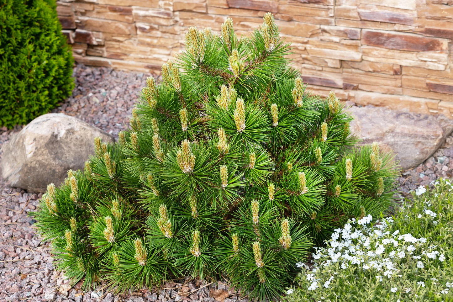 Dwarf Mugo Pine