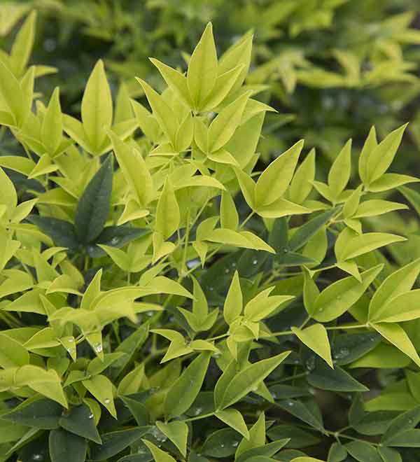 Lemon Lime Nandina Shrub image 2