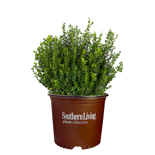 Baby Gem Boxwood Shrub image 1