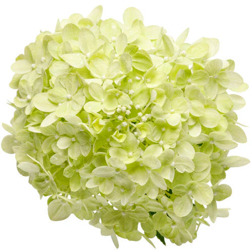 Little Lime Hydrangea Shrub - 3 Gallon image 3