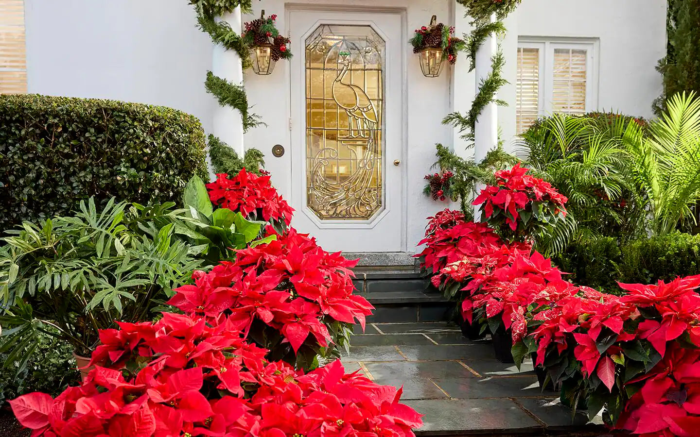 Poinsettia Pre-Sale: SHIPS NOVEMBER 25