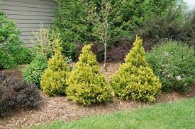 Golden Mop False Cypress Shrub image 0