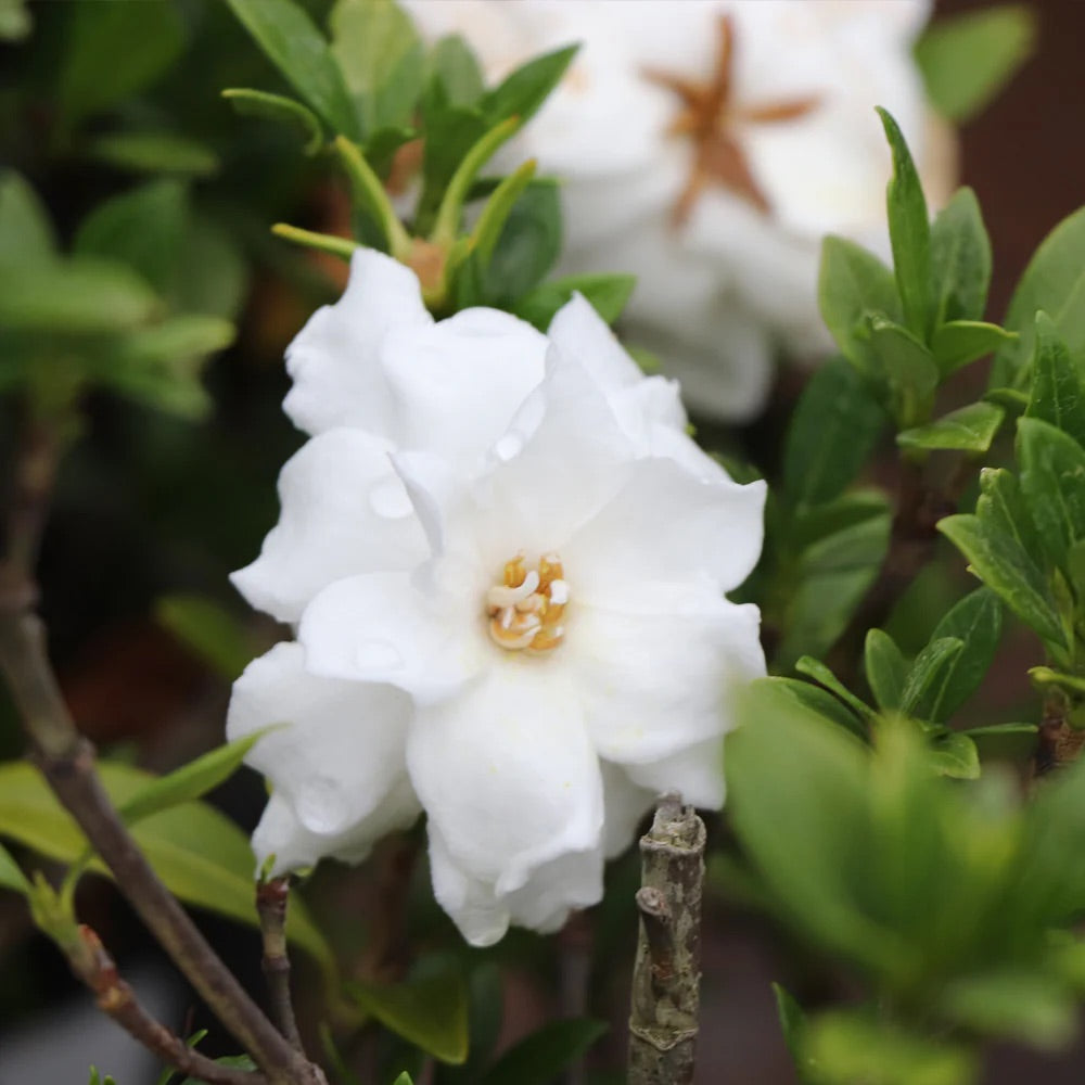 Dwarf Radicans Gardenia Shrub - 3 Gallon image 3