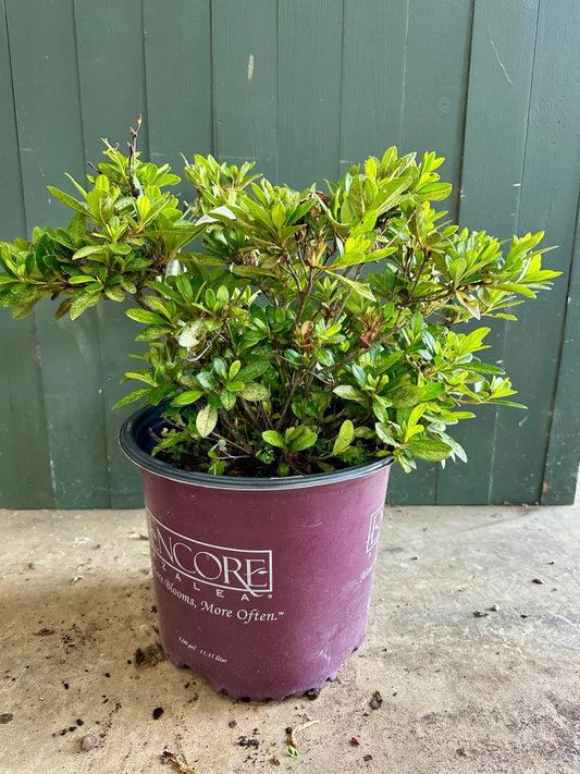 Autumn Royalty Azalea Shrub - 3 Gallon image 1