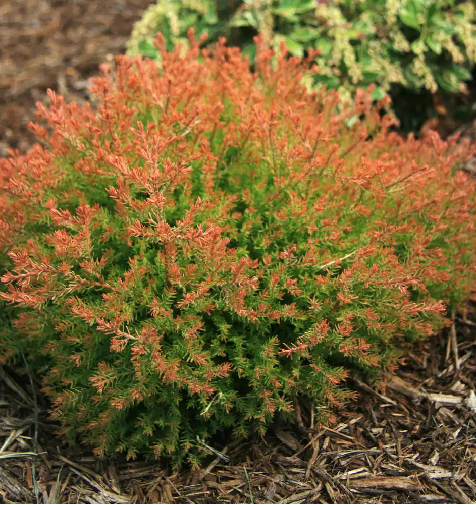 Fire Chief American Arborvitae Shrub - 3 Gallon image 0