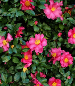 Winter's Joy Camellia