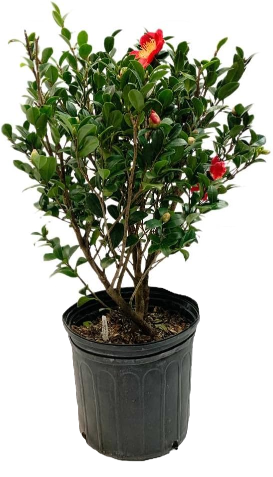 Yuletide Camellia Shrub image 1