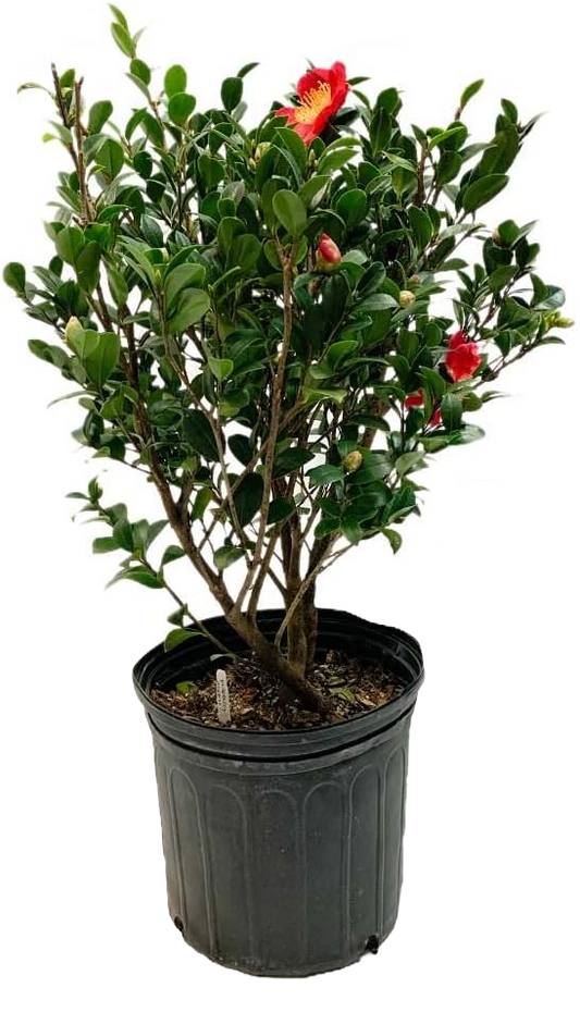 Yuletide Camellia Shrub image 1