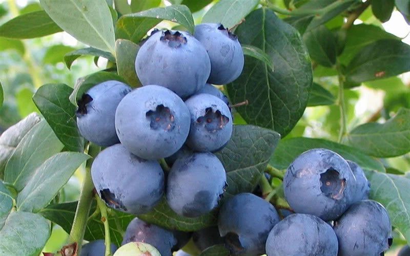 Bless Your Heart Blueberry Shrub image 2