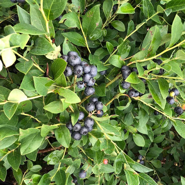Bless Your Heart Blueberry Bush - 3 Gallon
