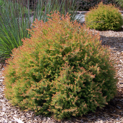 Fire Chief Arborvitae - 3 Gallon