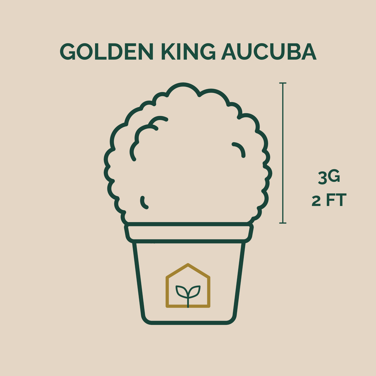 Aucuba Golden King