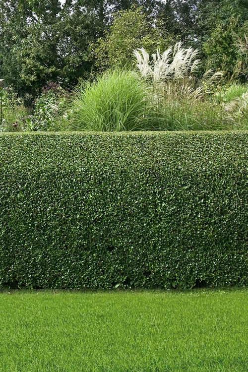 Compacta Holly