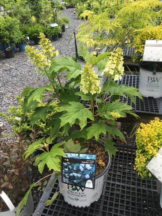 Gatsby Gal® Oakleaf Hydrangea - 3 Gallon